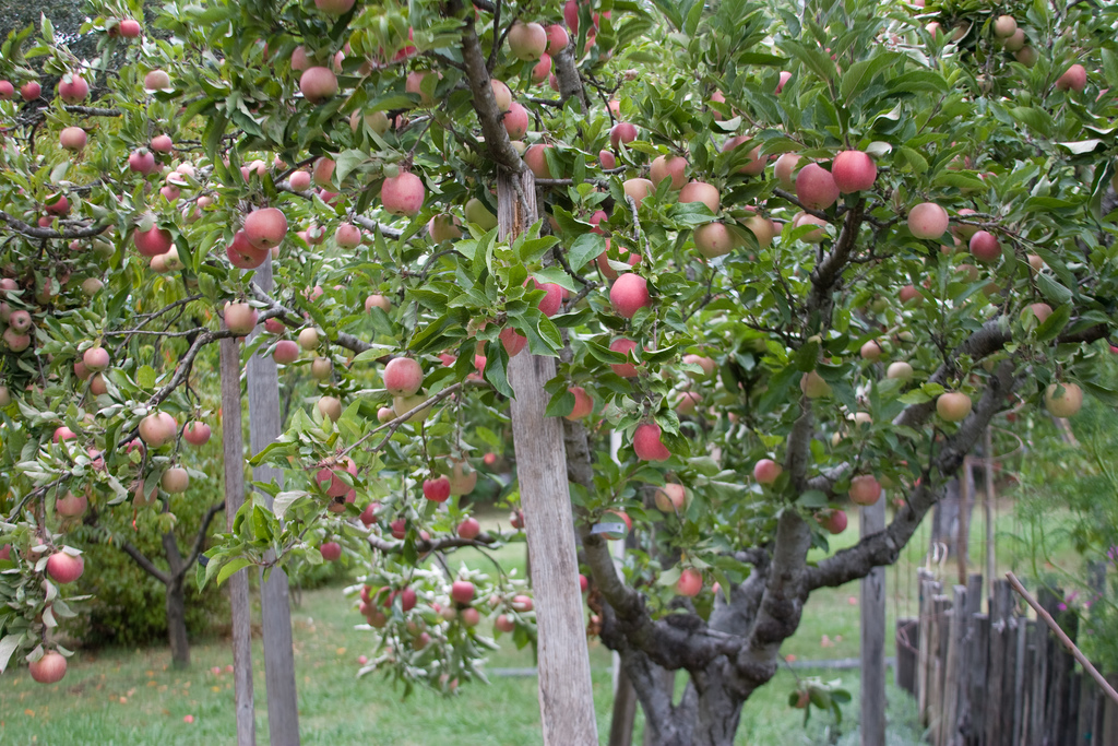 Apple trees